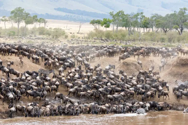 Wildebeest and zebra cross the Serengeti plains during the Great Migration
