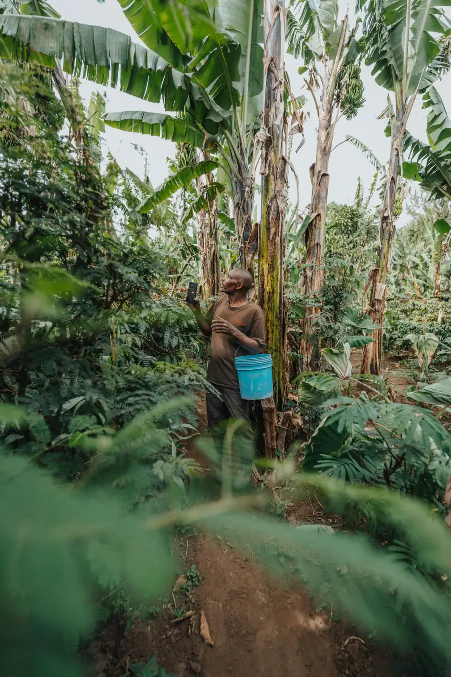 Coffee beans being harvested near Arusha