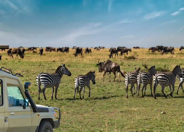Zebra grazing on green plains under a wide Tanzanian sky