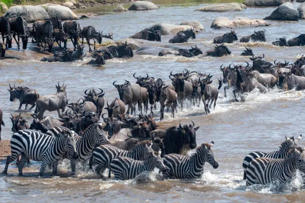 Wildebeest plunging into a river during a Great Migration crossing
